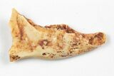 Miocene Fossil Pika (Prolagus) Jaw - France #248680-1